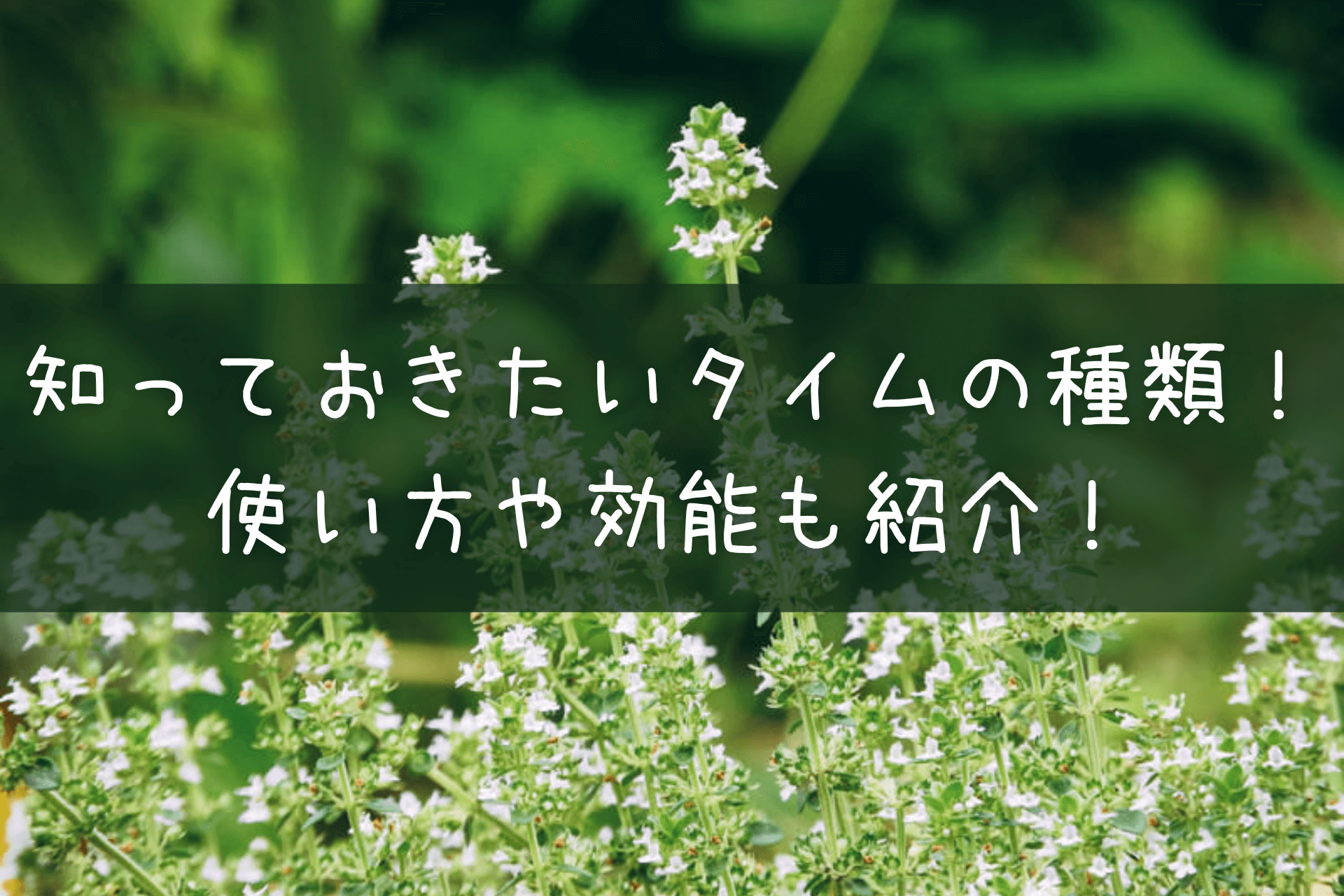 知っておきたいタイムの種類!使い方や効能も紹介!